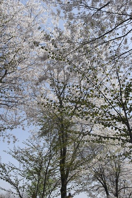 Bezpłatne pobieranie Hanami Wood Spring - bezpłatne zdjęcie lub obraz do edycji za pomocą internetowego edytora obrazów GIMP