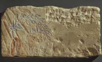 Free download Hand Clutching an Olive Branch free photo or picture to be edited with GIMP online image editor