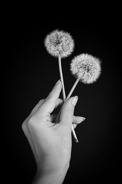 Free download hand dandelion flower fingers bud free picture to be edited with GIMP free online image editor