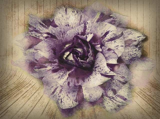 Free download Hand Drawn Purple Rose -  free illustration to be edited with GIMP free online image editor