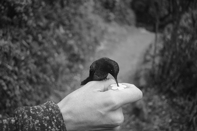 Free download Hand Hummingbird Hands -  free photo or picture to be edited with GIMP online image editor