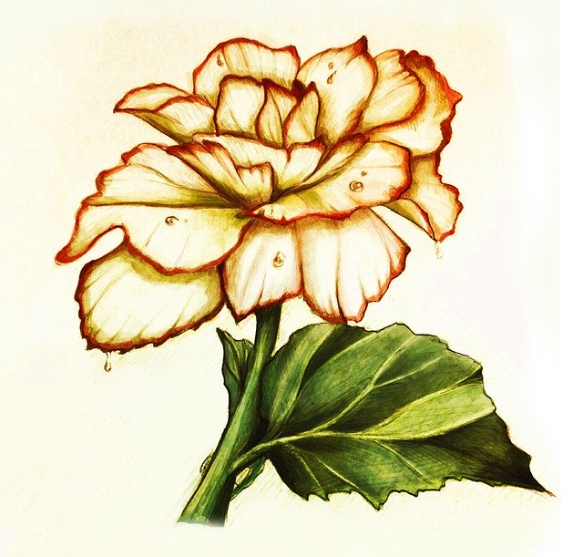 Free download Hand Painting Rose Peony -  free illustration to be edited with GIMP free online image editor