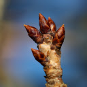 Hand shaped buds  screen for extension Chrome web store in OffiDocs Chromium