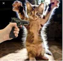 Free download hands-up.cat free photo or picture to be edited with GIMP online image editor