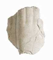 Free download Hand supporting tablet or stela free photo or picture to be edited with GIMP online image editor