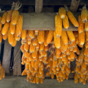 Hanging corn  screen for extension Chrome web store in OffiDocs Chromium