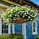 hanging daisy basket wallpaper  screen for extension Chrome web store in OffiDocs Chromium
