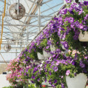 Hanging Flower Baskets  screen for extension Chrome web store in OffiDocs Chromium
