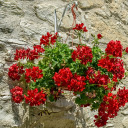 Hanging flower pot  screen for extension Chrome web store in OffiDocs Chromium