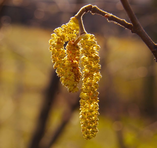 Free download hanging seeds hazel growth botany free picture to be edited with GIMP free online image editor