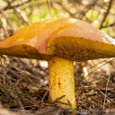 HangTruyen  screen for extension Chrome web store in OffiDocs Chromium