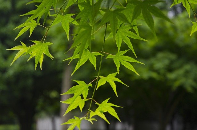 تنزيل Hangzhou Spring Maple مجانًا - صورة مجانية أو صورة لتحريرها باستخدام محرر الصور عبر الإنترنت GIMP