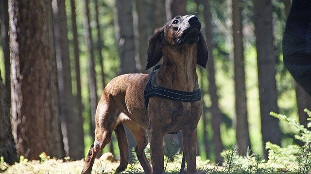 Free download Hanovarian Dogs Hs Dog Hunting -  free photo or picture to be edited with GIMP online image editor