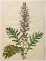 Free download Hans Simon Holtzbecker, Acanthus Mollis free photo or picture to be edited with GIMP online image editor