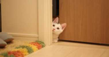 Free download Hantu Pembunuh Kucing free photo or picture to be edited with GIMP online image editor