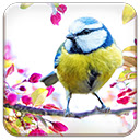 Happy Birdy  screen for extension Chrome web store in OffiDocs Chromium