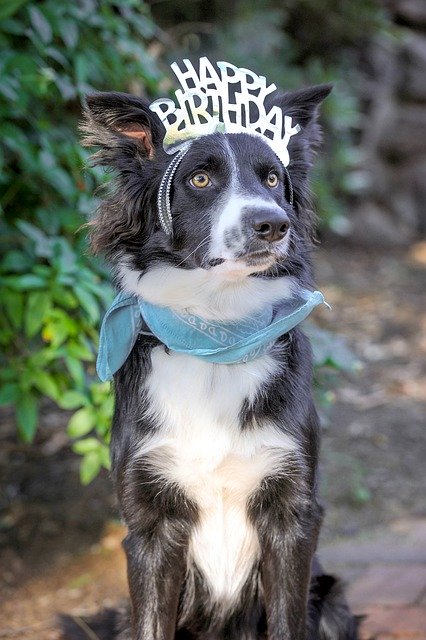 Gratis download Happy Birthday Dog - gratis foto of afbeelding om te bewerken met GIMP online afbeeldingseditor