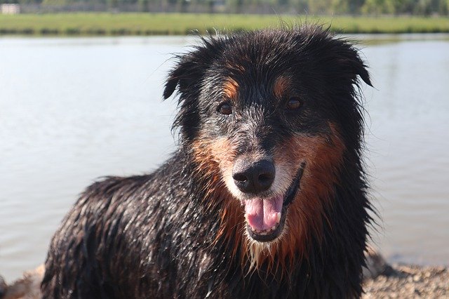 הורדה חינם של Happy Dog Water - תמונה או תמונה בחינם לעריכה עם עורך התמונות המקוון של GIMP