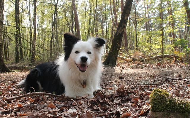 Free download happy happy dog dog border collie free picture to be edited with GIMP free online image editor