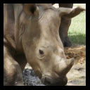 Happy Little Rhinos  screen for extension Chrome web store in OffiDocs Chromium