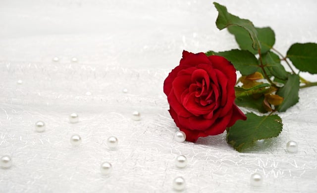 Free download happy mothers day red rose pearls free picture to be edited with GIMP free online image editor