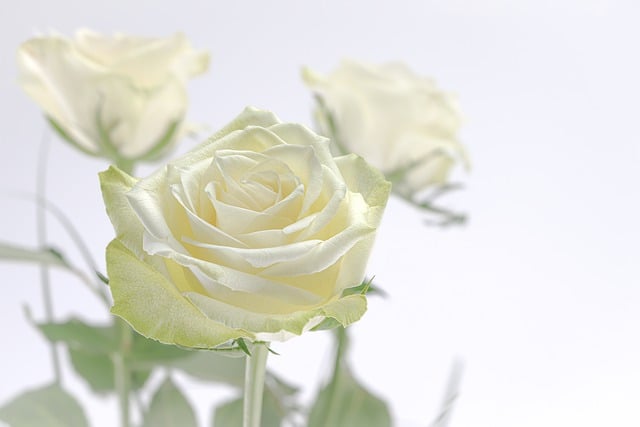 Free download happy mothers day rose flower plant free picture to be edited with GIMP free online image editor