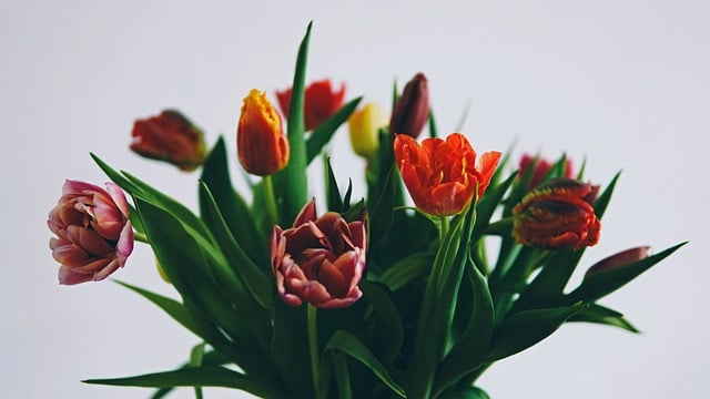 Free download happy mothers day tulip bouquet free picture to be edited with GIMP free online image editor