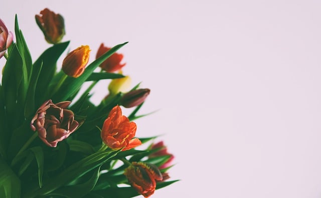 Free download happy mothers day tulips spring free picture to be edited with GIMP free online image editor