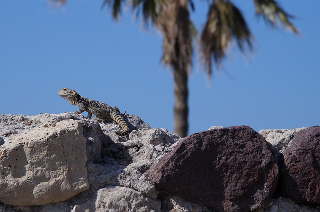 Free download hardun sling tail lizard agamen free picture to be edited with GIMP free online image editor