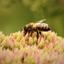 Hardworking Bee  screen for extension Chrome web store in OffiDocs Chromium