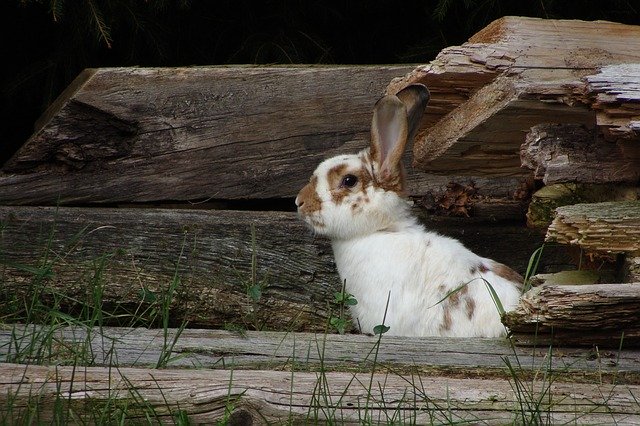 Gratis download Hare Cute Rabbit - gratis foto of afbeelding om te bewerken met GIMP online afbeeldingseditor