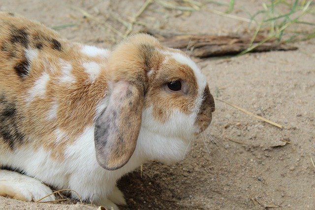 Download gratuito Hare Easter Rabbit - foto o immagine gratuita da modificare con l'editor di immagini online di GIMP