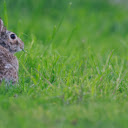 Hare Eating Grass  screen for extension Chrome web store in OffiDocs Chromium