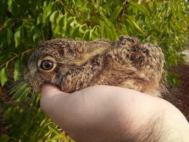 Muat turun percuma Hare Little Baby - foto atau gambar percuma untuk diedit dengan editor imej dalam talian GIMP