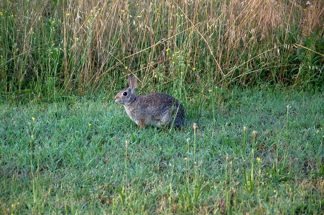 Free download Hare Nature -  free photo or picture to be edited with GIMP online image editor