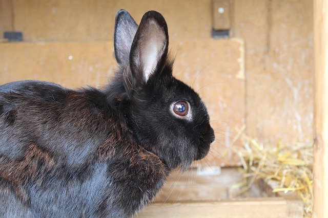 Unduh gratis Hare Rabbit Ears - foto atau gambar gratis untuk diedit dengan editor gambar online GIMP