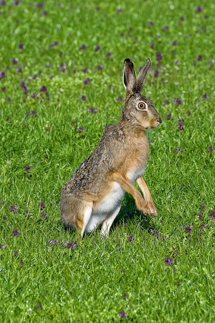 Free download hare rabbit ears flowers pasture free picture to be edited with GIMP free online image editor