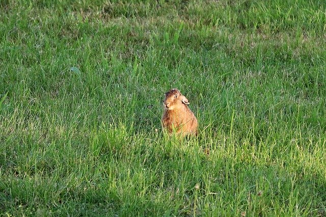 मुफ्त डाउनलोड हरे खरगोश घास का मैदान - जीआईएमपी ऑनलाइन छवि संपादक के साथ संपादित करने के लिए मुफ्त फोटो या तस्वीर