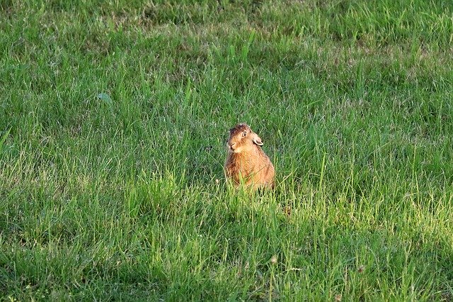 Free download Hare Rabbit Meadow -  free photo or picture to be edited with GIMP online image editor