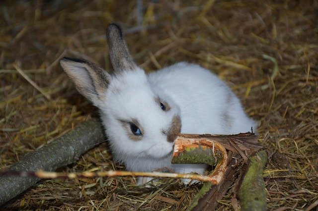 Free download Hare Small Rabbit -  free photo or picture to be edited with GIMP online image editor