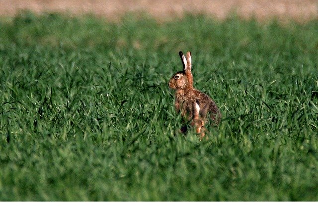 Free download Hare Spring Easter -  free photo or picture to be edited with GIMP online image editor