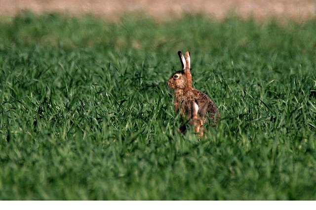 무료 다운로드 Hare Spring Easter - 무료 사진 또는 GIMP 온라인 이미지 편집기로 편집할 사진