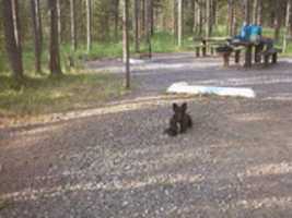 Free download Harmon Cheryl Kuzzin Kamp 2002 Photos free photo or picture to be edited with GIMP online image editor