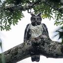 Harpy Eagle Wallpaper  screen for extension Chrome web store in OffiDocs Chromium