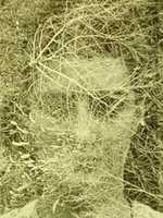Free download Harry Callahan free photo or picture to be edited with GIMP online image editor