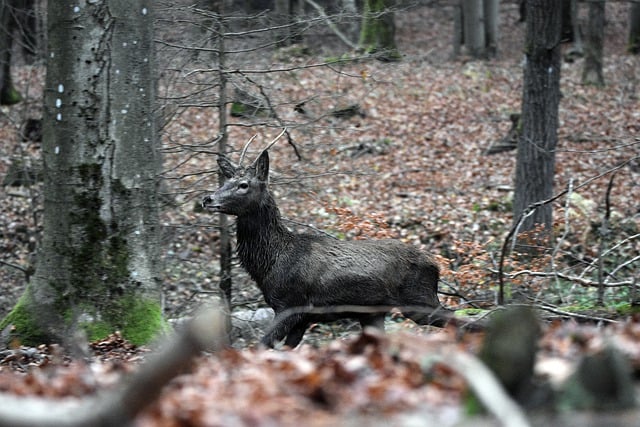 Bezpłatne pobieranie jelenia byka poroża szpica zwierząt darmowe zdjęcie do edycji za pomocą bezpłatnego edytora obrazów online GIMP