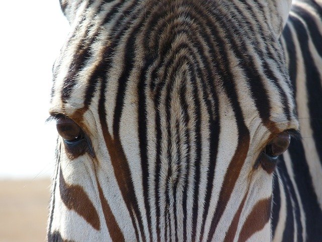 Free download HartmannS Mountain Zebra -  free photo or picture to be edited with GIMP online image editor
