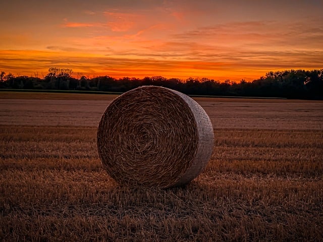 Free download harvest agriculture summer free picture to be edited with GIMP free online image editor