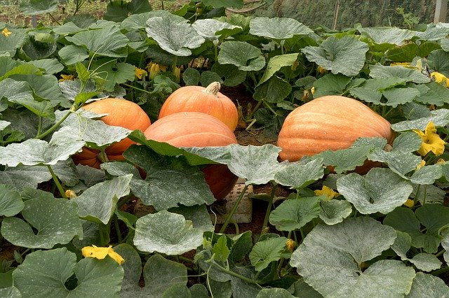 Free download Harvest Farmer Fair -  free photo or picture to be edited with GIMP online image editor