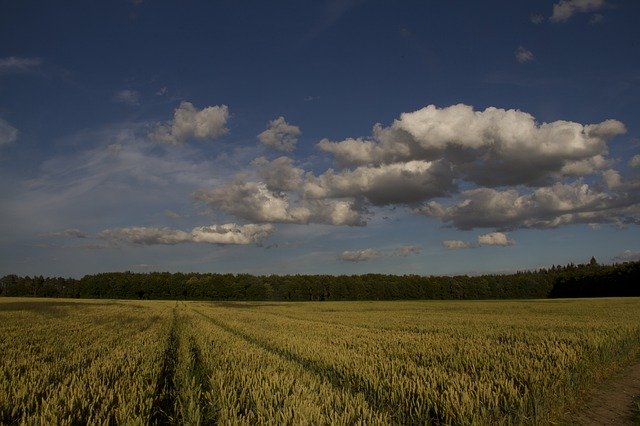 Free download Harvest Field Agriculture -  free photo or picture to be edited with GIMP online image editor